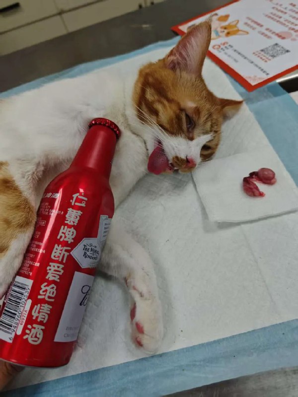 蛋蛋已经没有了…可是这猫醒来后根没事似的…还是活蹦乱跳…🤦via VeryJack 碎语