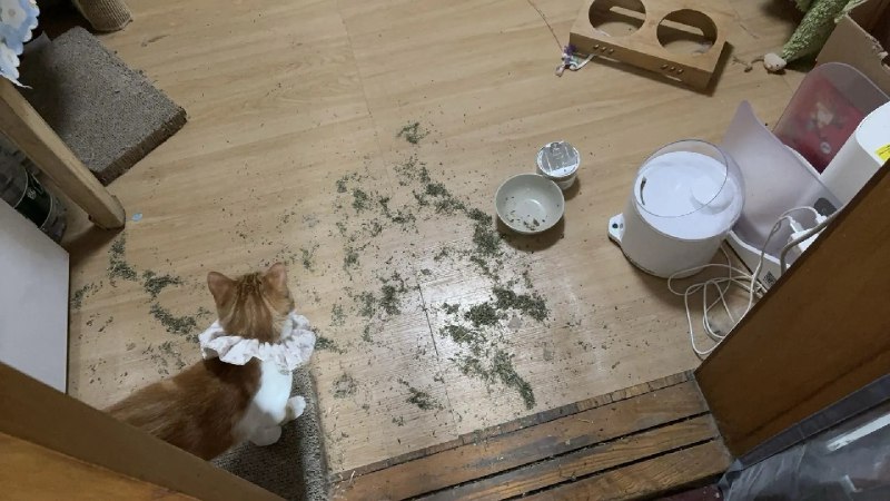 回家就看到这副模样，心脏骤停🫠via VeryJack 碎语