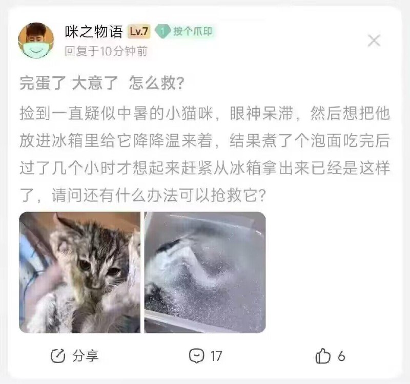 虐猫的永远只有爱猫的