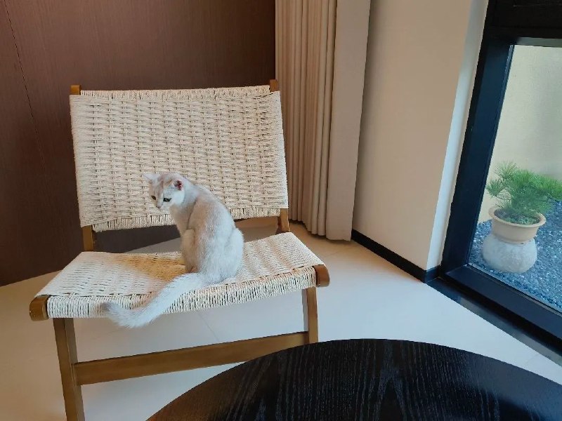 民宿的猫也太自来熟了，直接进我们房间了，赖着不走了